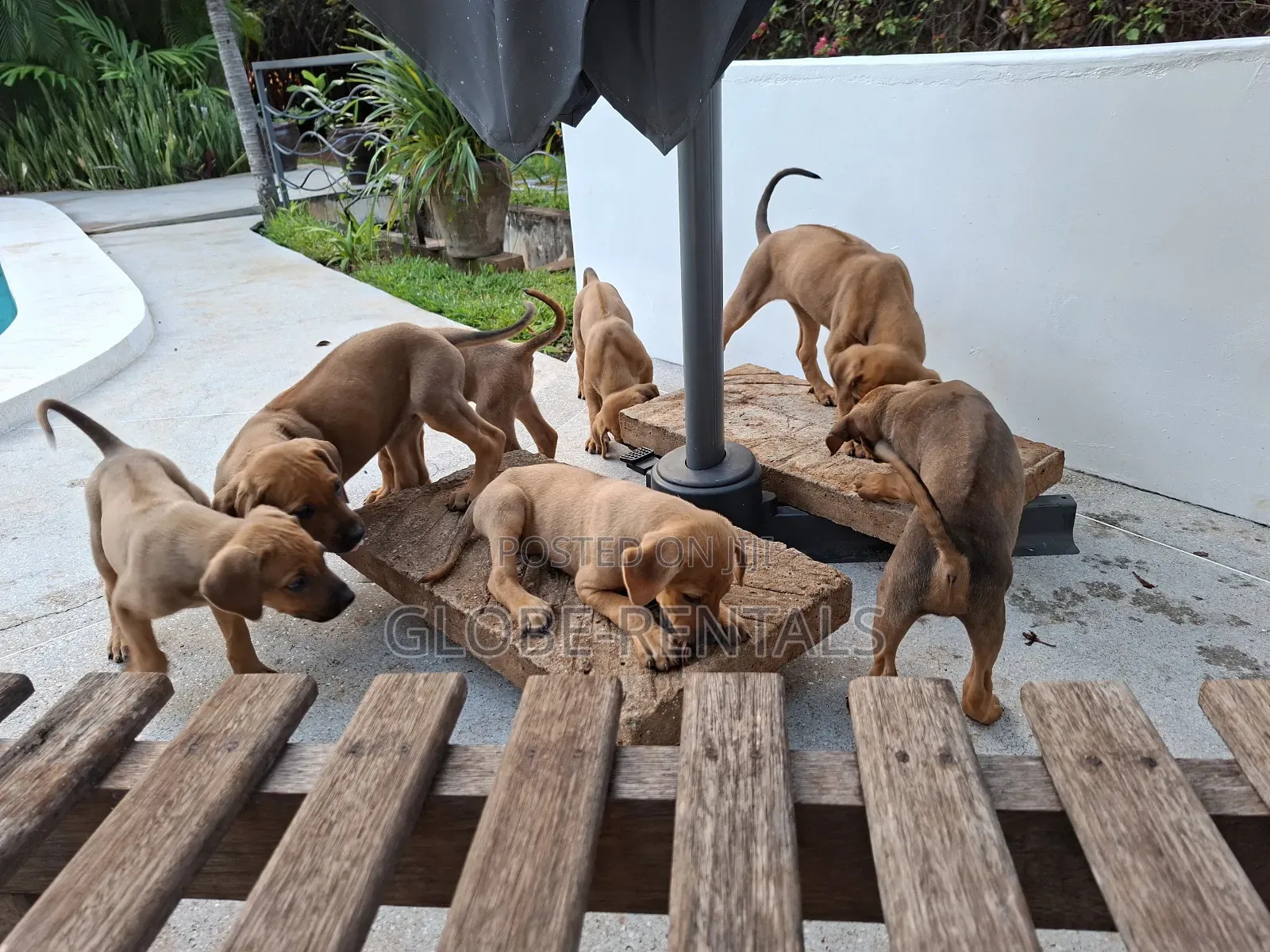 1-3 months Female Purebred Rhodesian Ridgeback