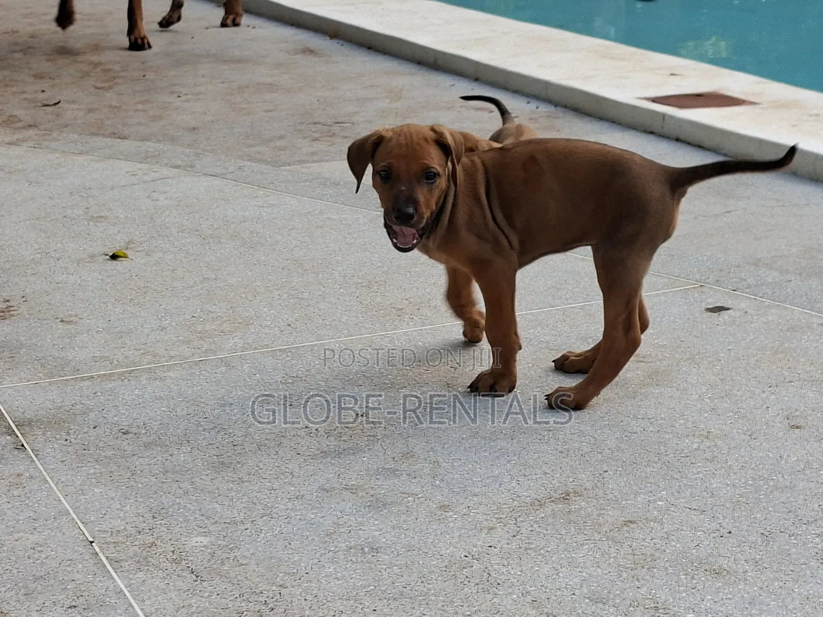 1-3 months Female Purebred Rhodesian Ridgeback