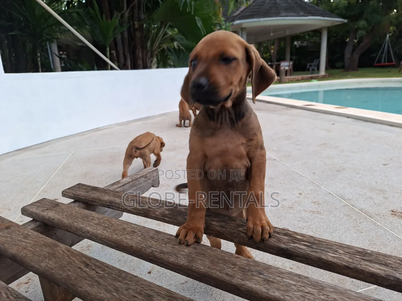 1-3 months Female Purebred Rhodesian Ridgeback