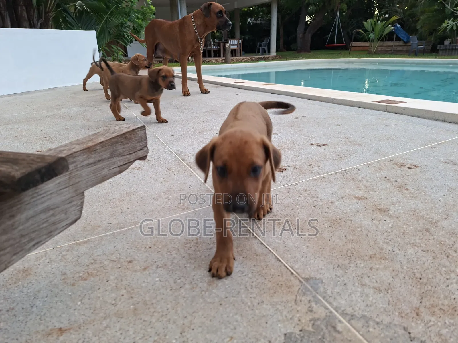 1-3 months Female Purebred Rhodesian Ridgeback