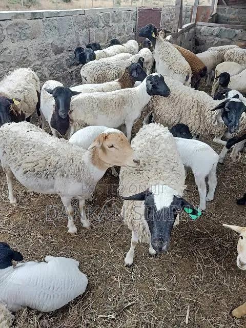 Sheep/Kondoo for Sale