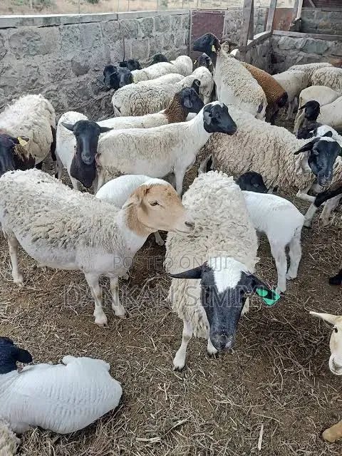 Sheep/Kondoo for Sale