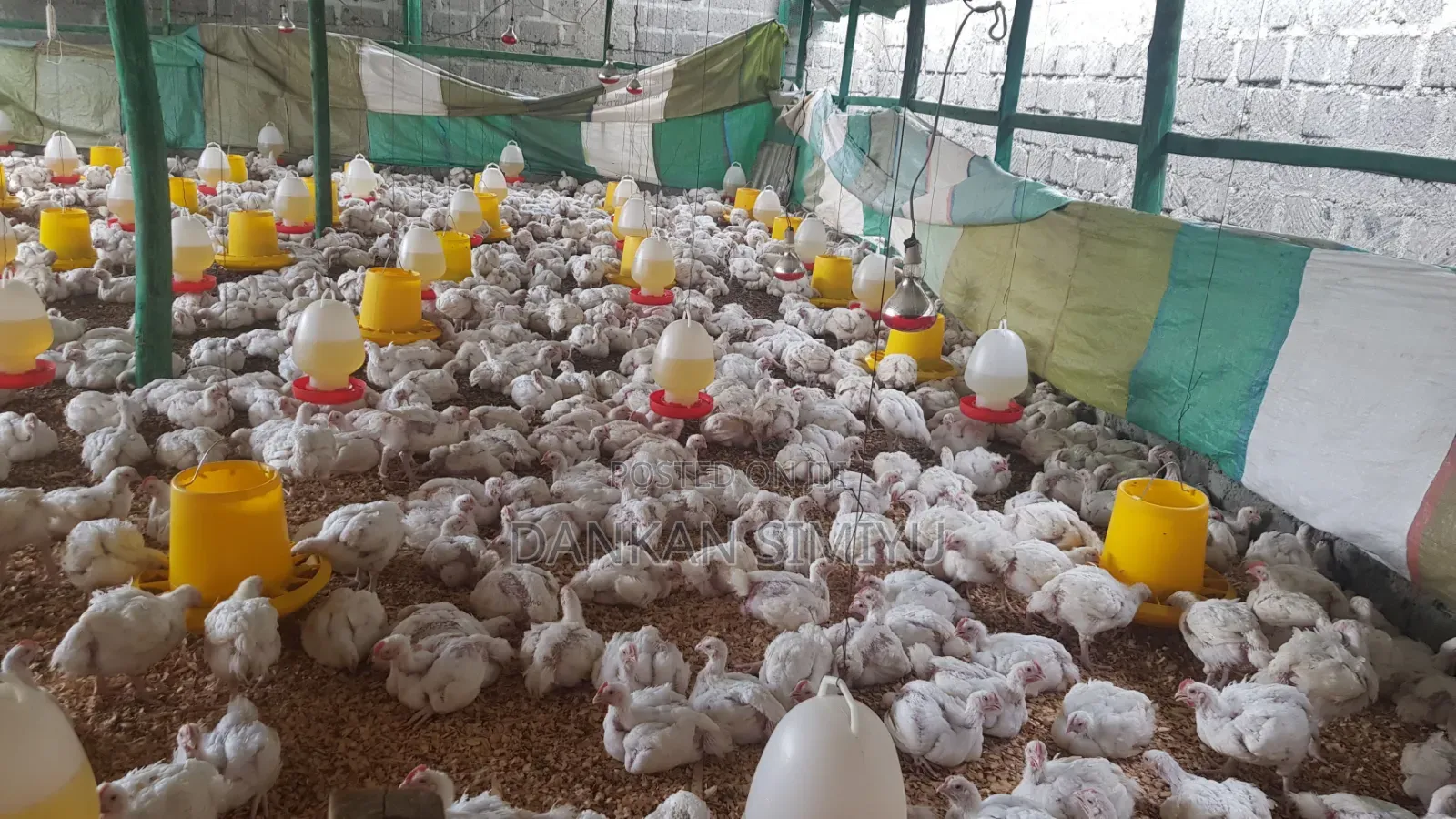 Broiler Chicken for Sale in Kitale