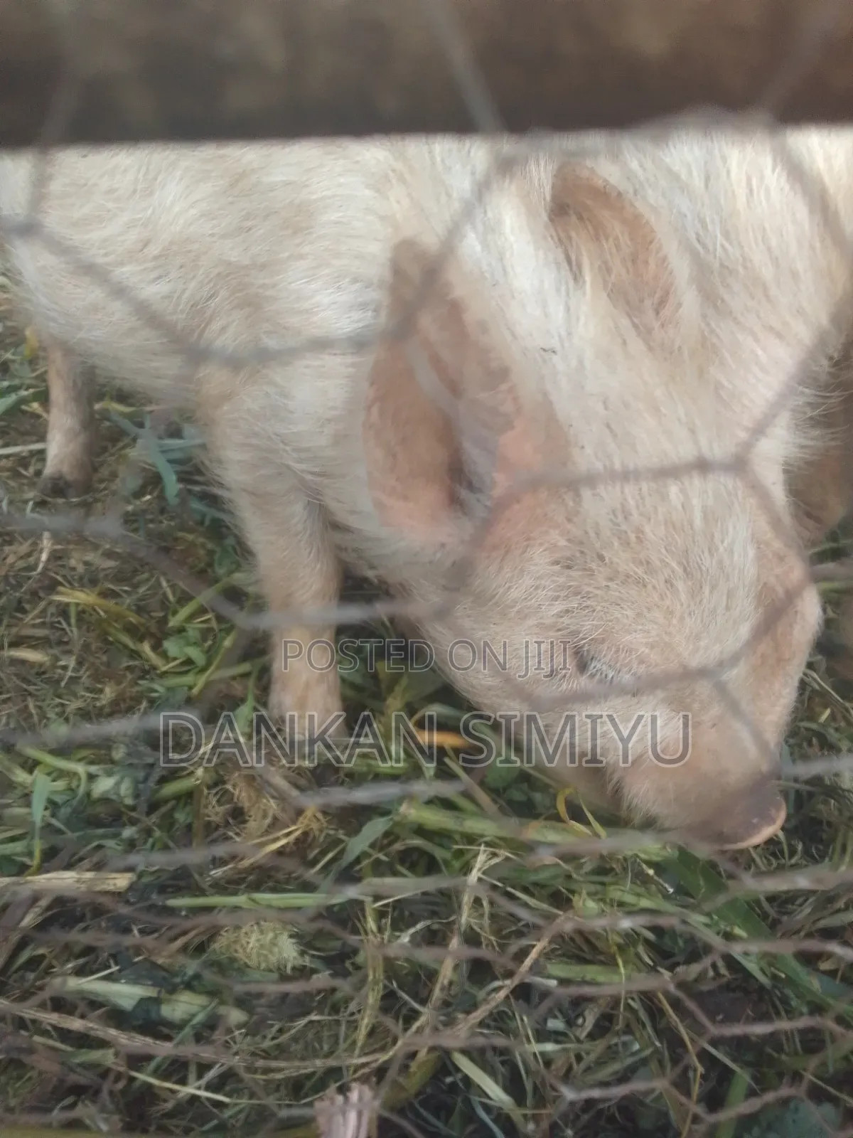 Pigs and Piglets for Sale