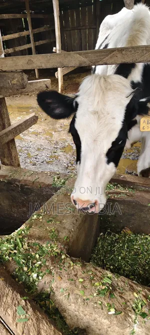 Holstein Heifer