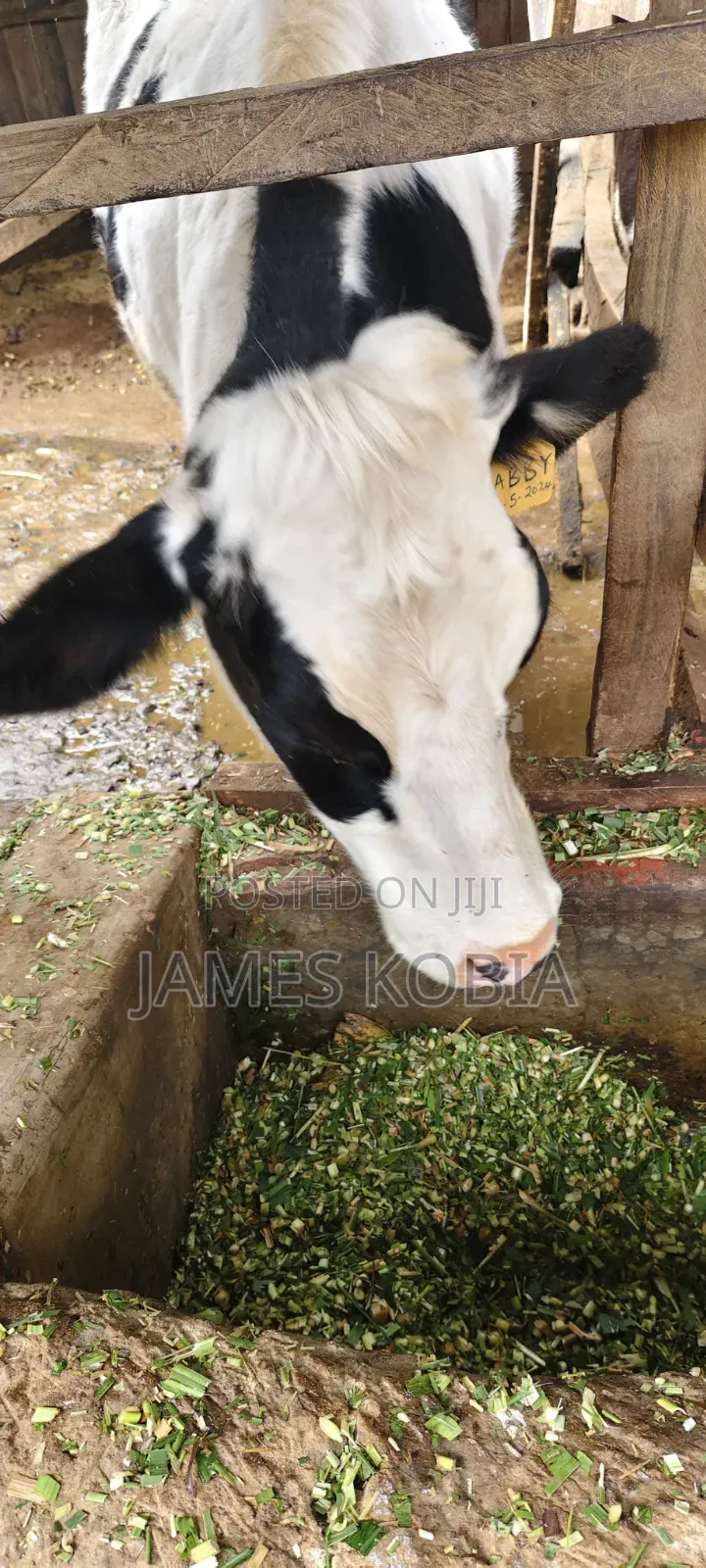 Holstein Heifer
