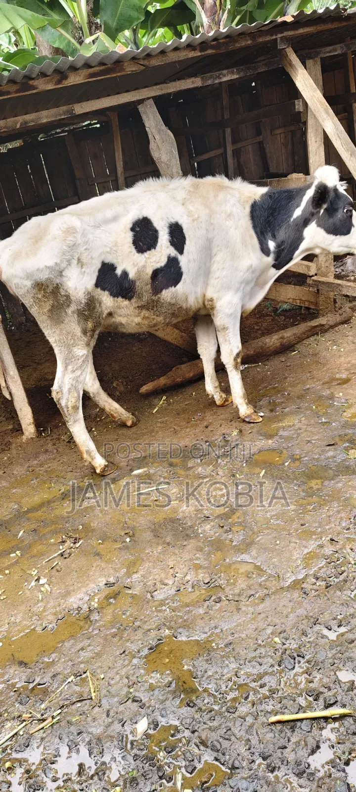 Holstein Heifer