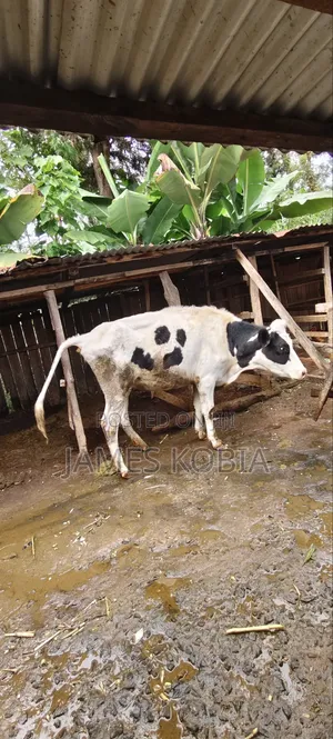 Holstein Heifer