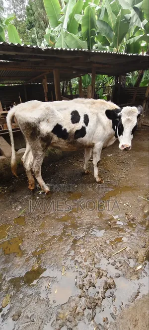 Holstein Heifer