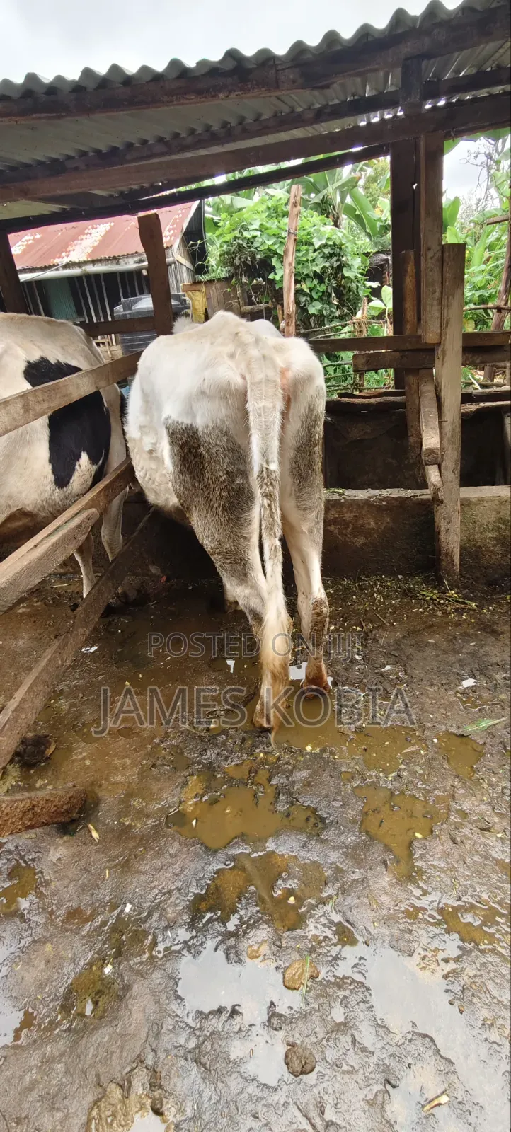 Holstein Heifer