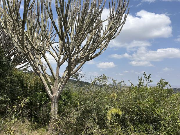 1.8 Acre Mua Hills - thumbnail 6