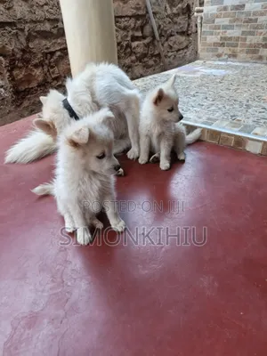 1-3 months Female Mixed Breed Japanese Spitz