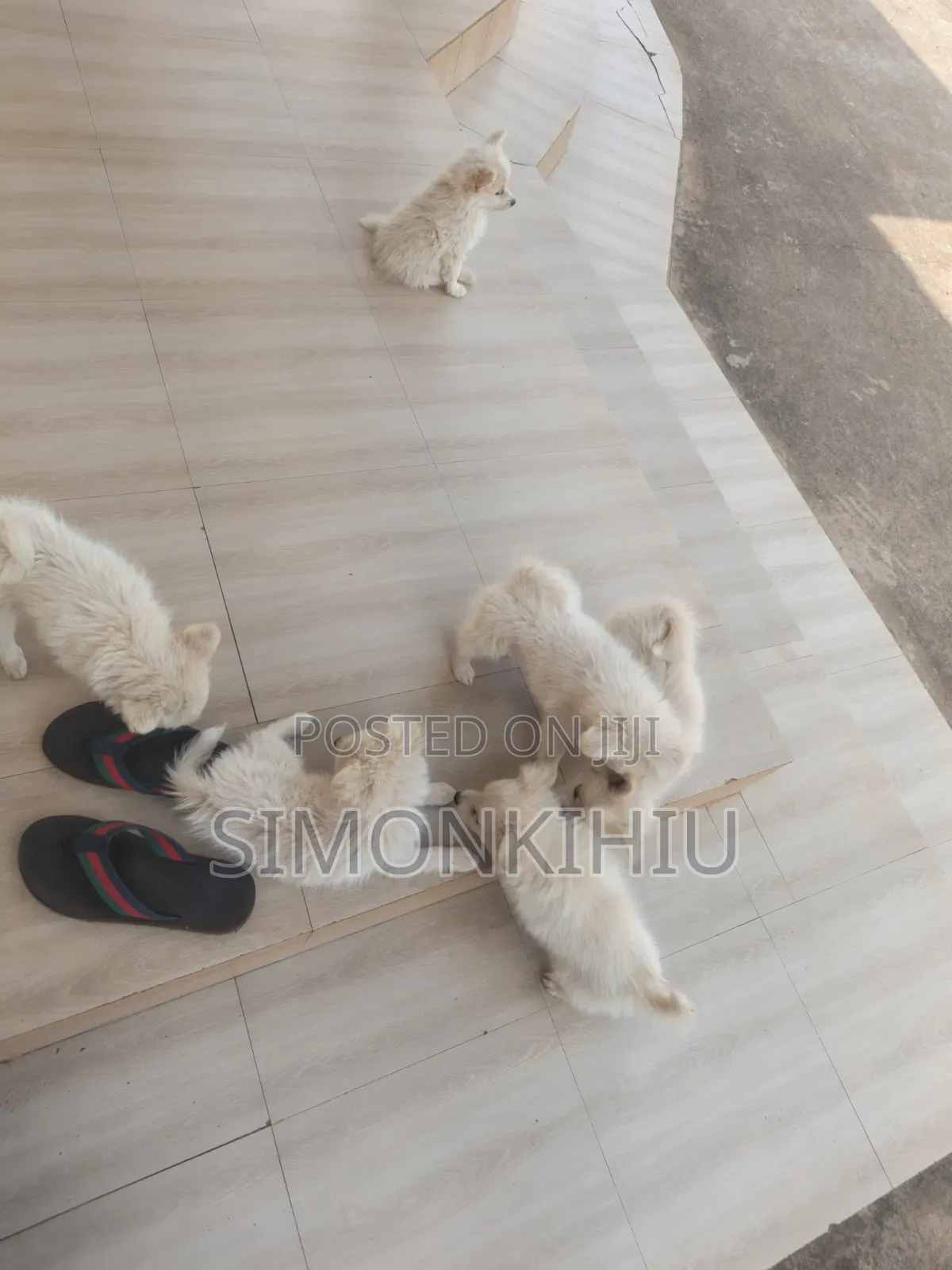 1-3 months Female Mixed Breed Japanese Spitz