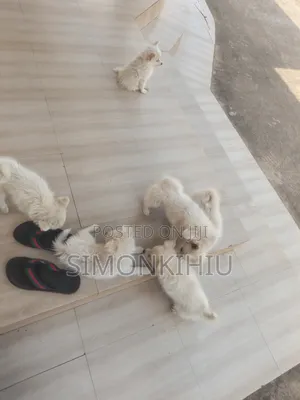 1-3 months Female Mixed Breed Japanese Spitz