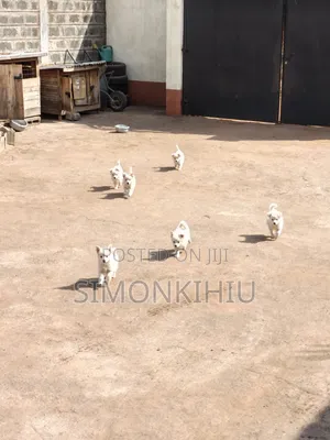 1-3 months Female Mixed Breed Japanese Spitz