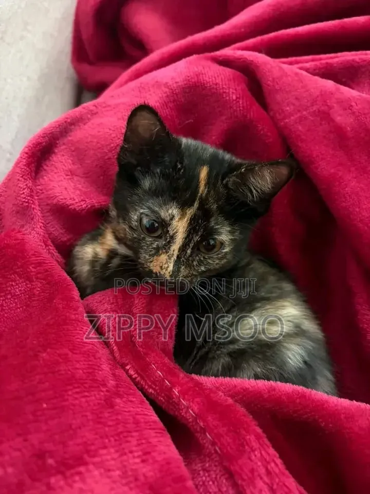 3-6 months Male Mixed Breed Tabby