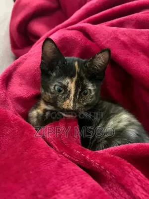 3-6 months Male Mixed Breed Tabby