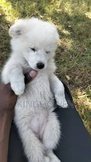 1-3 months Female Mixed Breed Japanese Spitz