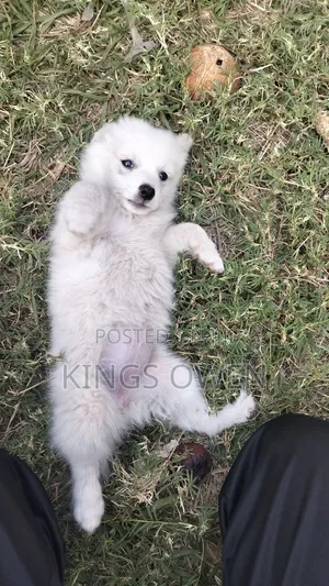 1-3 months Female Mixed Breed Japanese Spitz
