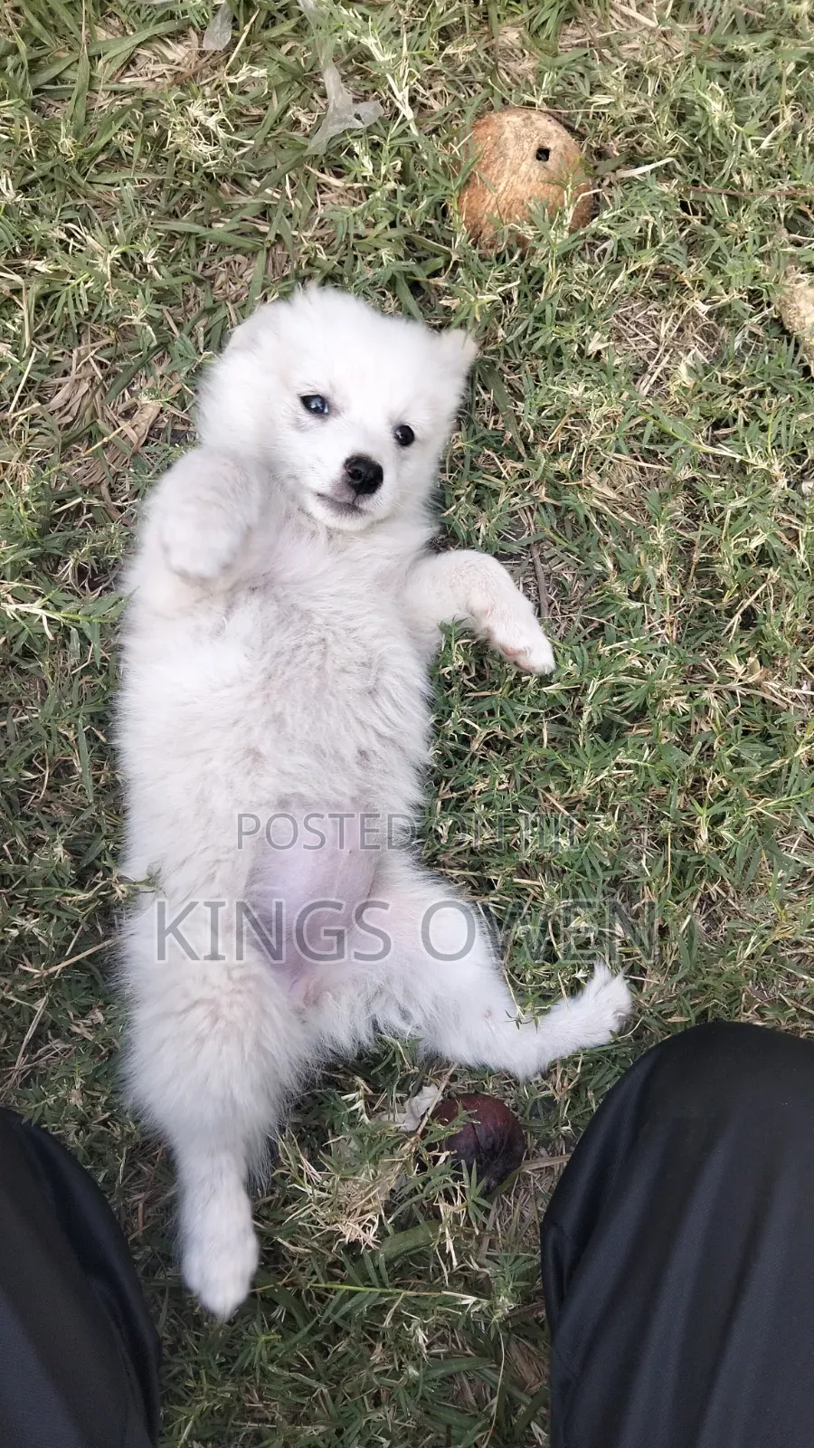 1-3 months Female Mixed Breed Japanese Spitz