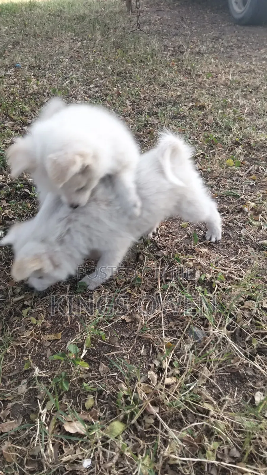 1-3 months Female Mixed Breed Japanese Spitz