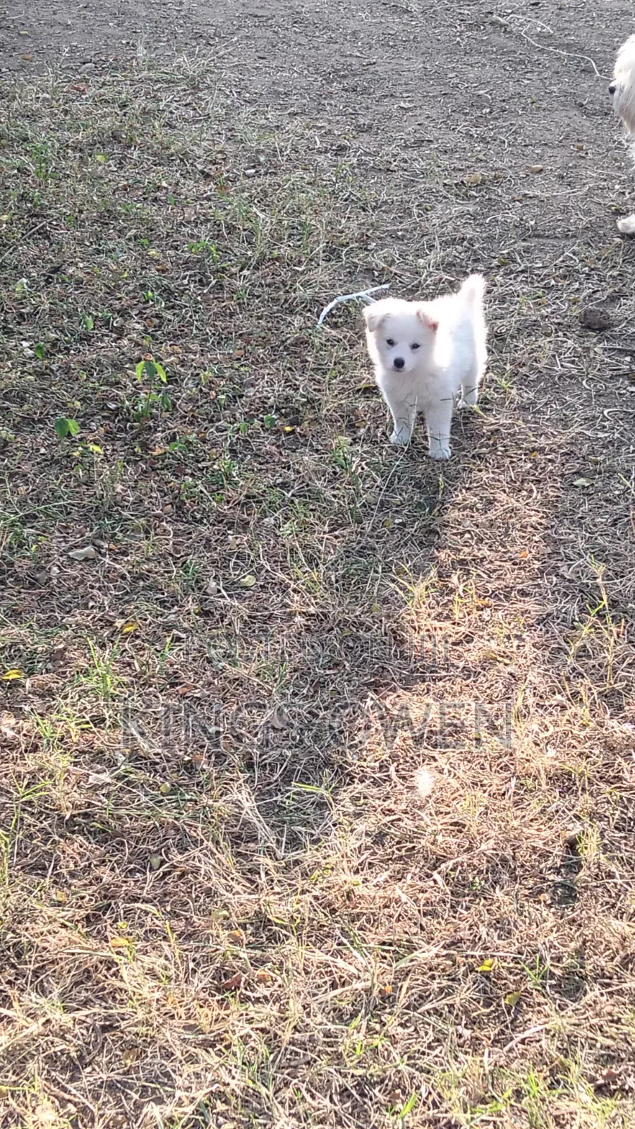 1-3 months Female Mixed Breed Japanese Spitz