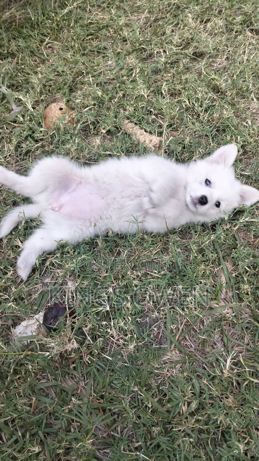 1-3 months Female Mixed Breed Japanese Spitz