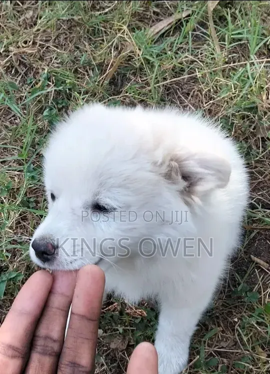 1-3 months Female Mixed Breed Japanese Spitz