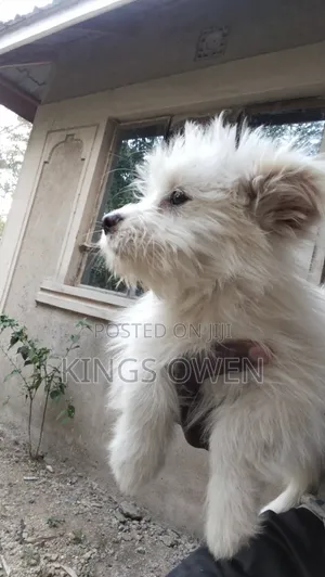 1-3 months Female Mixed Breed Maltese
