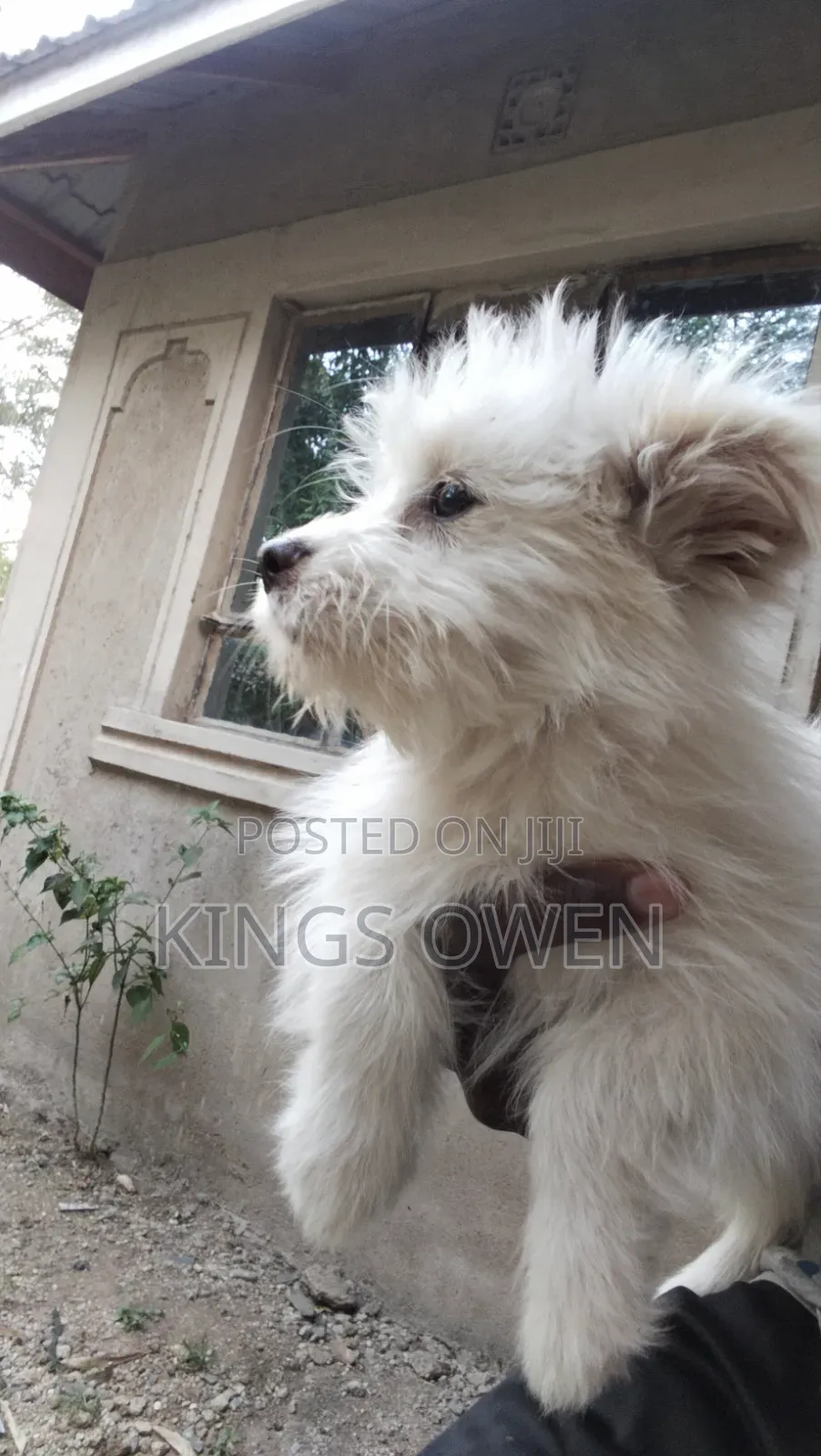 1-3 months Female Mixed Breed Maltese