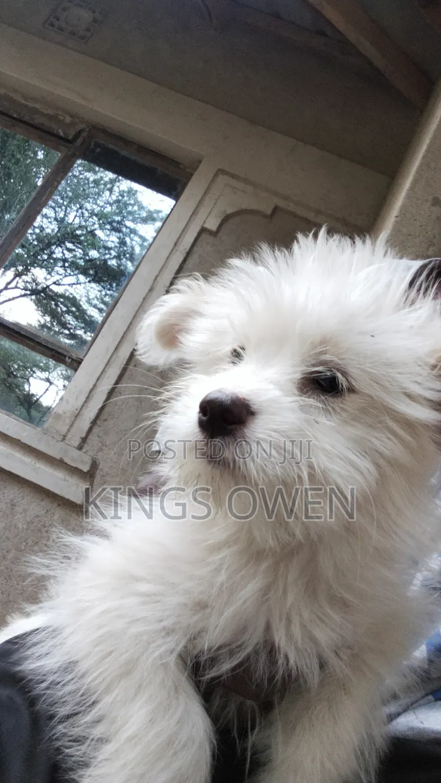 1-3 months Female Mixed Breed Maltese