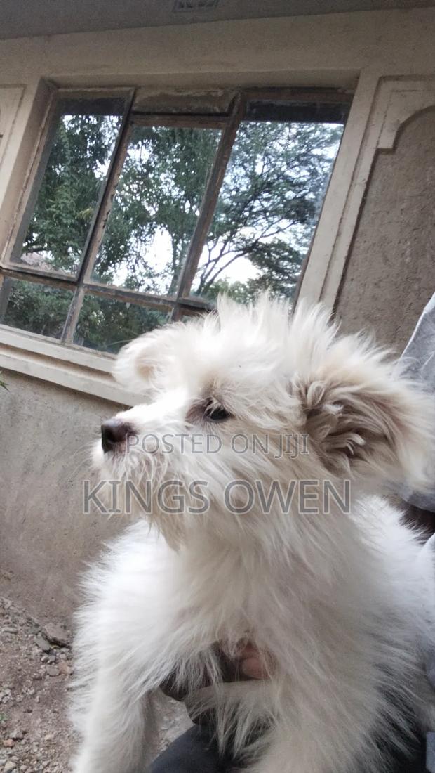 1-3 months Female Mixed Breed Maltese - thumbnail 4