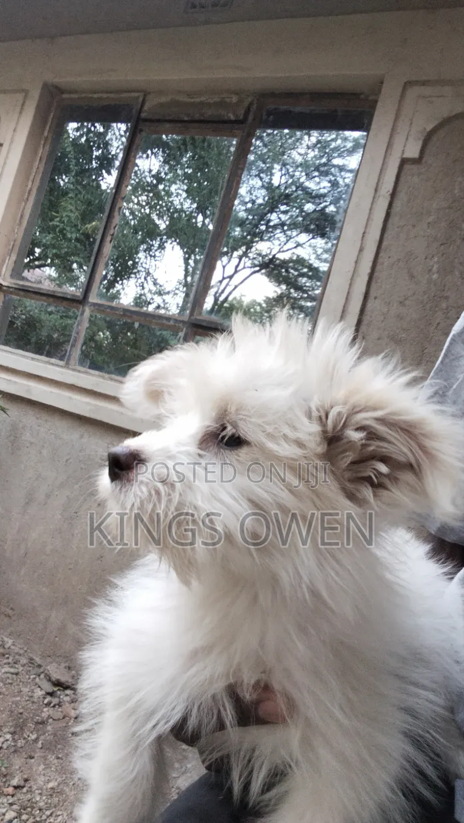1-3 months Female Mixed Breed Maltese
