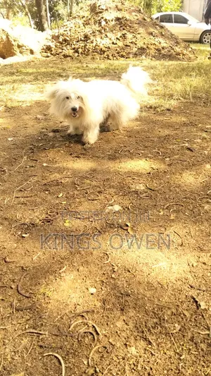 1-3 months Female Mixed Breed Maltese