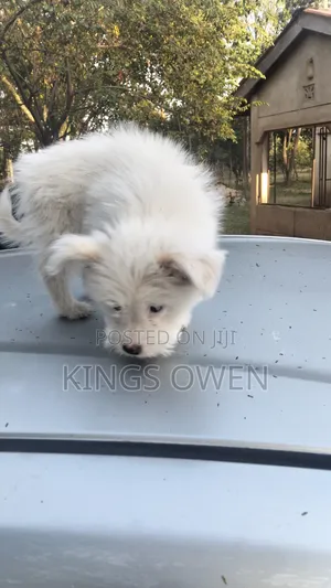 1-3 months Female Mixed Breed Maltese
