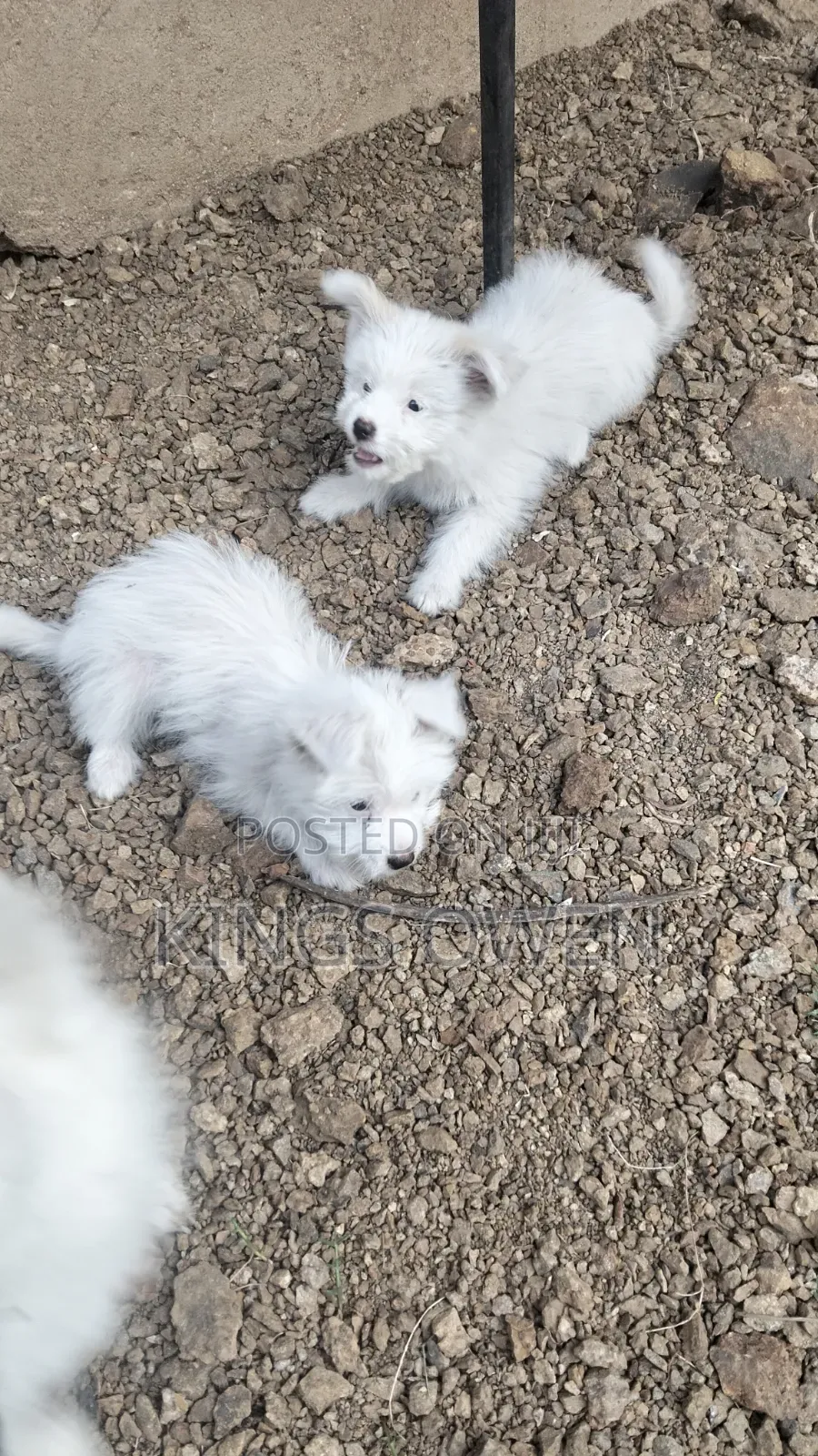 1-3 months Female Mixed Breed Maltese