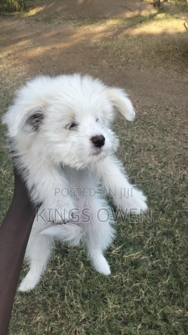 1-3 months Female Mixed Breed Maltese - thumbnail 7