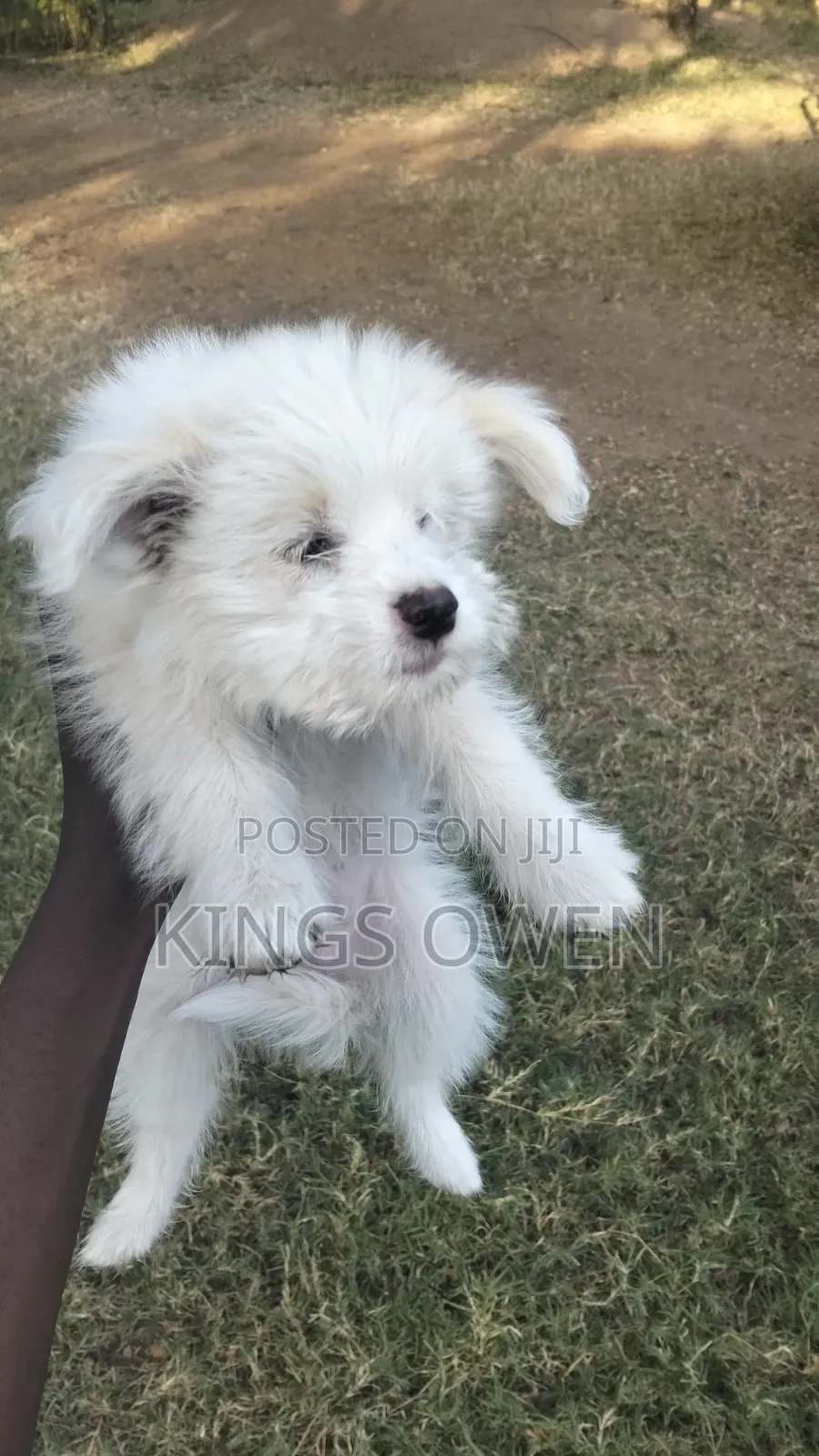 1-3 months Female Mixed Breed Maltese