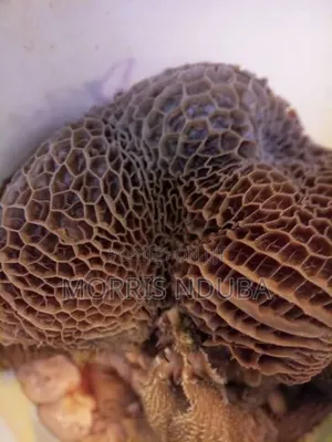 Matumbo Matumbo