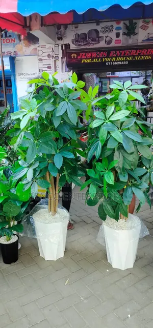 Mango Plant+ Vase