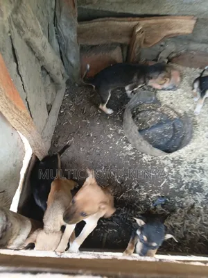 0-1 month Male Mixed Breed Dog