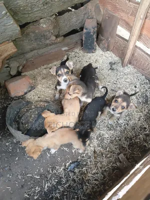 0-1 month Male Mixed Breed Dog