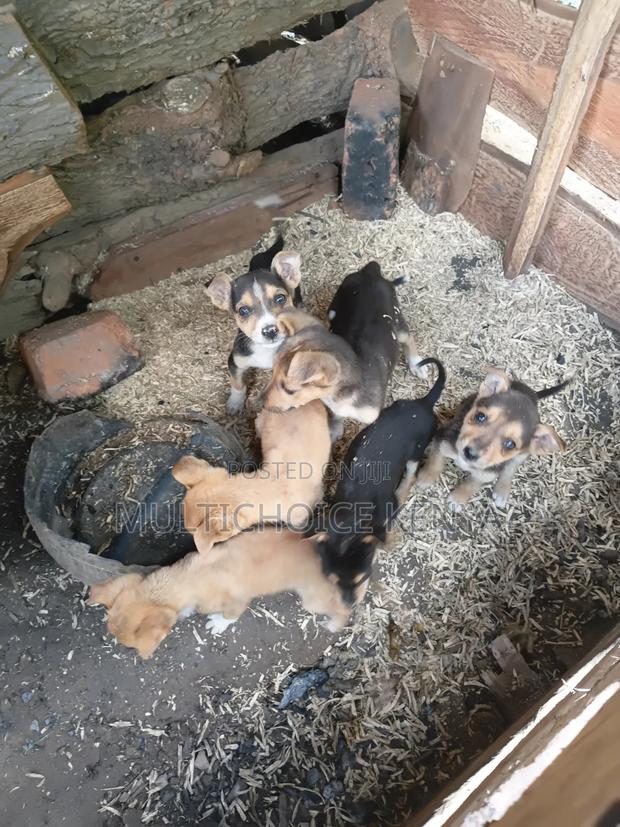 0-1 month Male Mixed Breed Dog - thumbnail 2