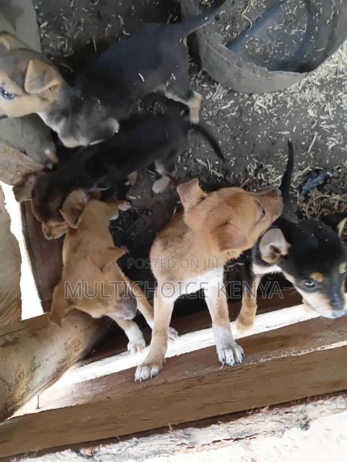 0-1 month Male Mixed Breed Dog