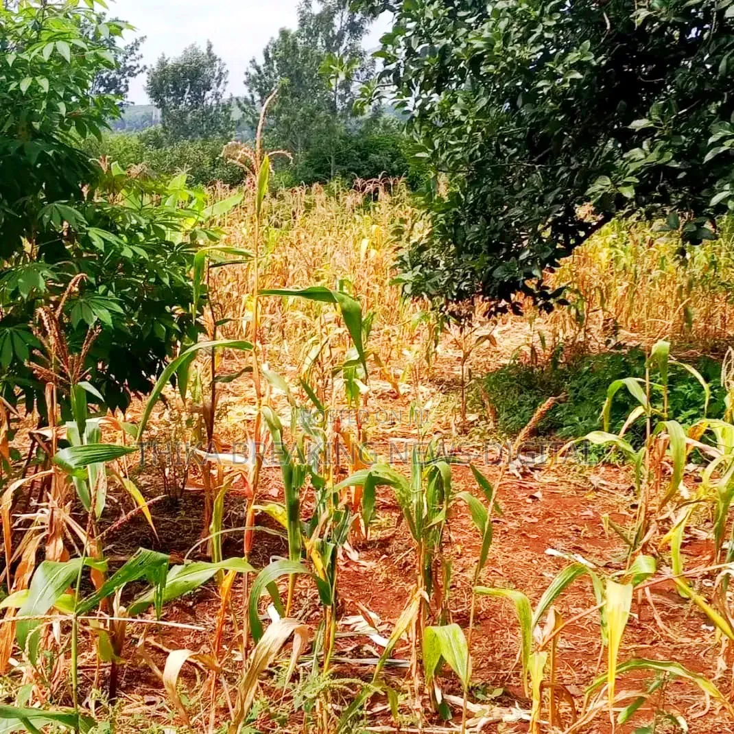 Selling 6 Acres Land at Makuyu Mithiini Kakuzi Touching Tarmac Road.