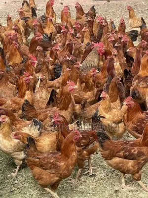Kienyeji Improved Chicken