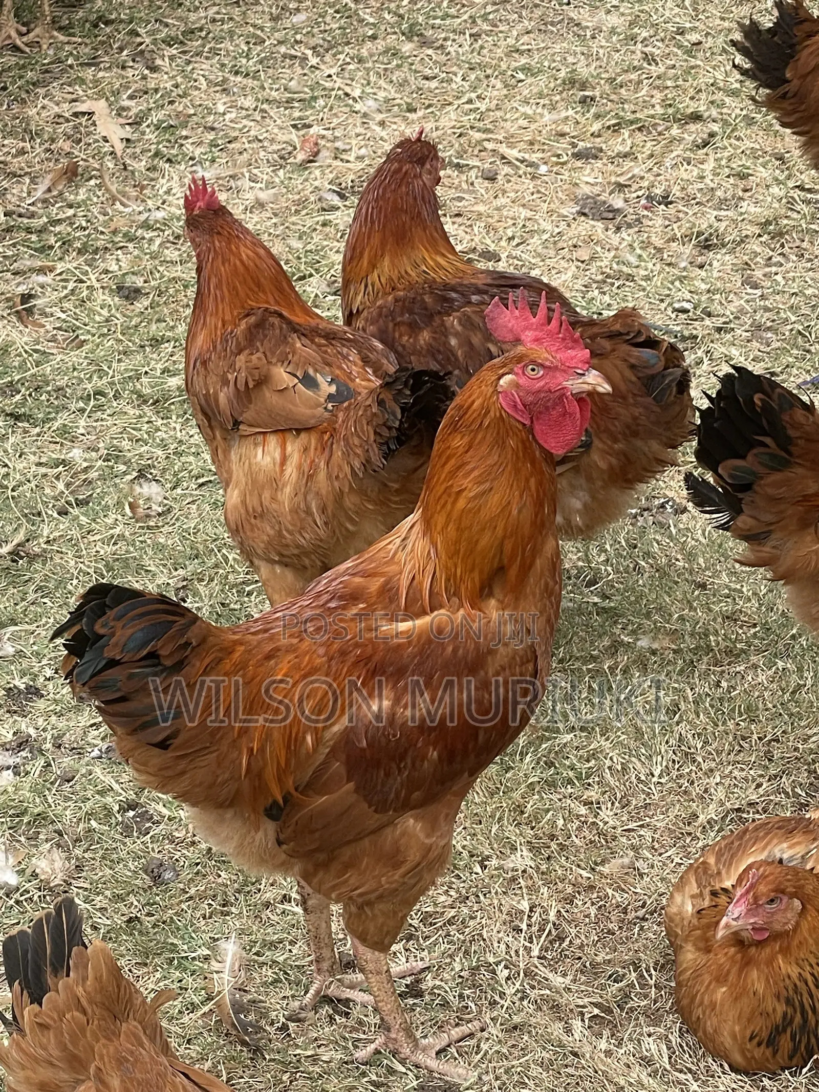 Kienyeji Improved Chicken