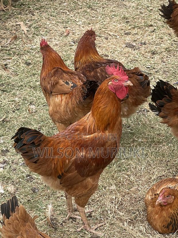 Kienyeji Improved Chicken - thumbnail 2