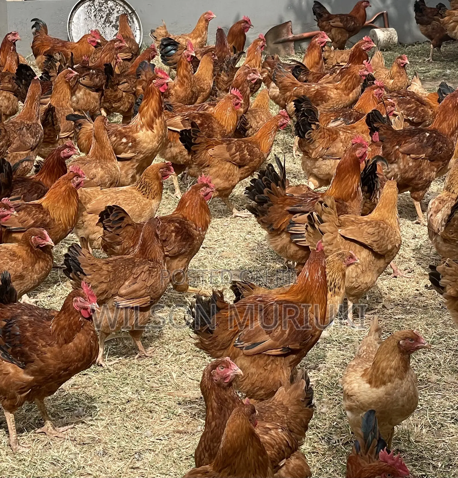 Kienyeji Improved Chicken