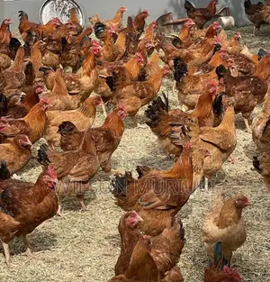 Kienyeji Improved Chicken